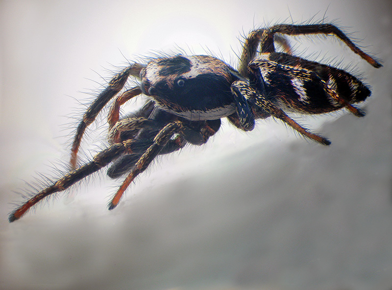 Salticide con cheliceri esagerati